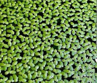 Lemna minor - pianta acquatica galleggiante 