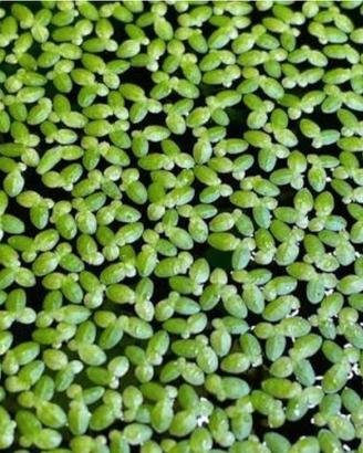 Lemna minor - pianta acquatica galleggiante 