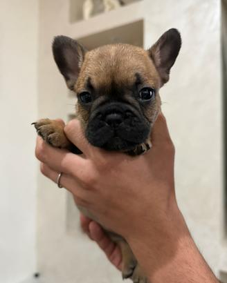 Bull dog