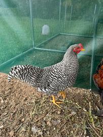 Gallo Amrock