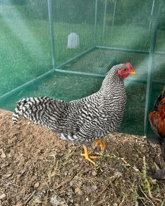 Gallo Amrock