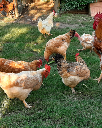 Galline ovaiole