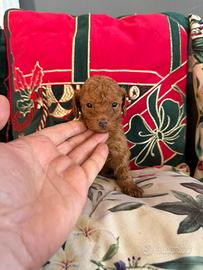 Barboncino Minitoy red intenso