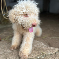 Lagotto Romagnolo- Pedigree ROI