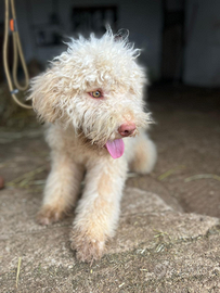 Lagotto Romagnolo- Pedigree ROI