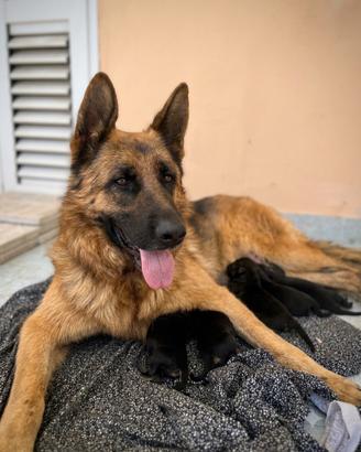Cuccioli di pastore tedesco
