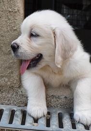 I Golden retriever