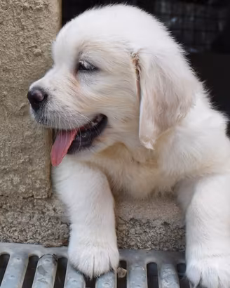 I Golden retriever