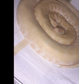 12 boa moluro.in blocco