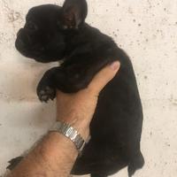 Bulldog francese