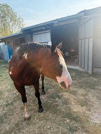 Cavallo