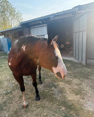 Cavallo