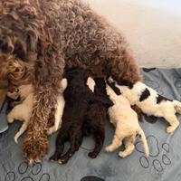 Simil Lagotto romagnolo