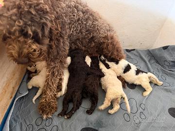 Simil Lagotto romagnolo
