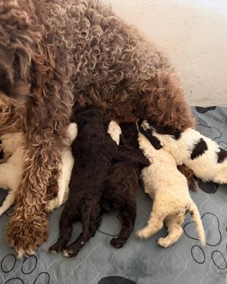 Simil Lagotto romagnolo