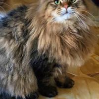 Gatto siberiano ipoallergenico
