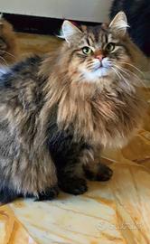 Gatto siberiano ipoallergenico