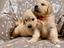 Immagine 6