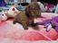 Immagine 4