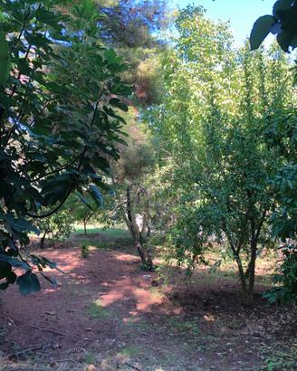 Terreno via Altofonte valle dell'Oreto