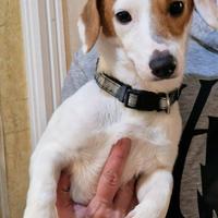 Cuccioloni di simil Jack Russell in adozione