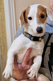 Cuccioloni di simil Jack Russell in adozione