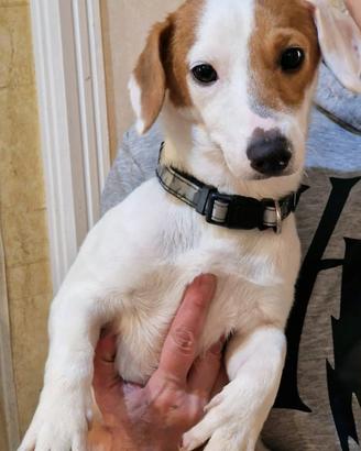 Cuccioloni di simil Jack Russell in adozione