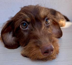 Cuccioli bassotti pelo duro MARR FOC pedigree