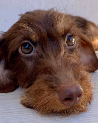 Cuccioli bassotti pelo duro MARR FOC pedigree