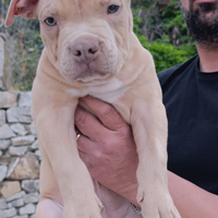 Pitbull
