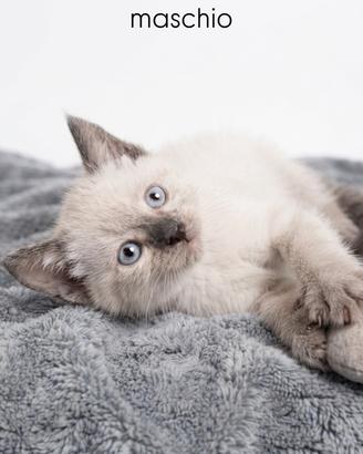 Gattini siamese