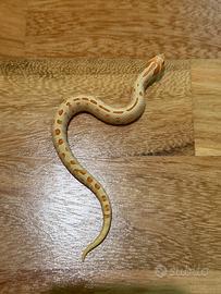 Heterodon nasicus
