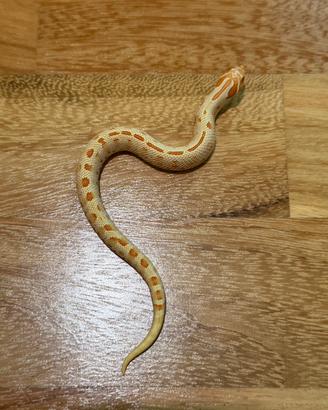Heterodon nasicus