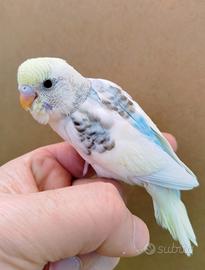 Cocorite allevate a mano