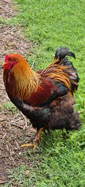Gallo Brahma gigante perniciato