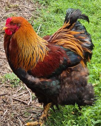 Gallo Brahma gigante perniciato