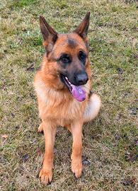 Pastore tedesco femmina sterilizzata