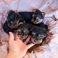 Cuccioli yorkshire terrier puri