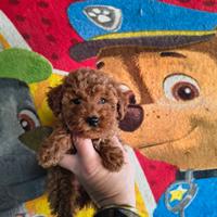 Barboncino mini toy red 2 femmine 1 maschio