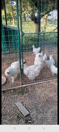 Galline moroseta