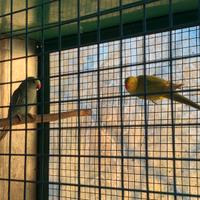 Disponibili parr dal collare