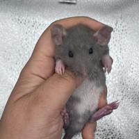 Cuccioli di ratto domestico a Milano