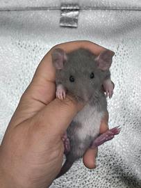 Cuccioli di ratto domestico a Milano