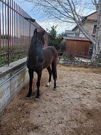 Cavallo frisone per andaluso