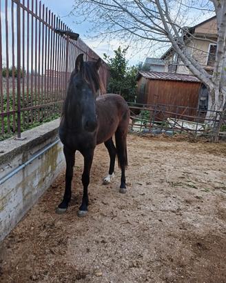 Cavallo frisone per andaluso