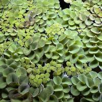 Pianta acquario galleggiante Salvinia cucullata