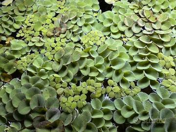 Pianta acquario galleggiante Salvinia cucullata