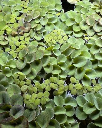 Pianta acquario galleggiante Salvinia cucullata
