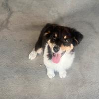 Ultimo cucciolo di pastore australiano