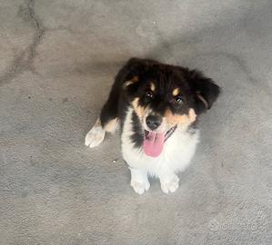 Ultimo cucciolo di pastore australiano